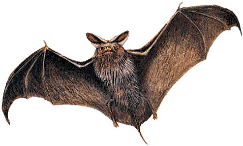 the bat character