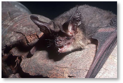 vampire bats flying. Bats fly about at night